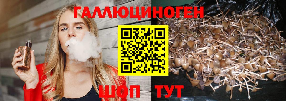 Псилоцибиновые грибы Psilocybine cubensis Рославль